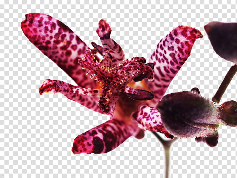 orchid, shallow focus of pink flower transparent background PNG clipart