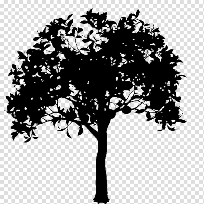 Oak Tree Silhouette, Branch, Leaf, Broadleaved Tree, Woody Plant, Blackandwhite, Plant Stem, Plane transparent background PNG clipart