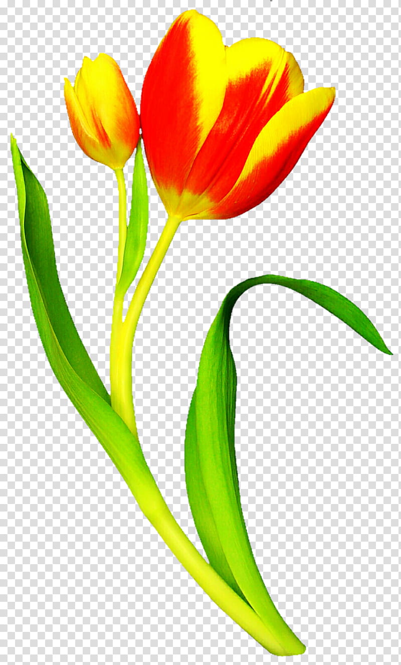Bright Spring Tulips transparent background PNG clipart