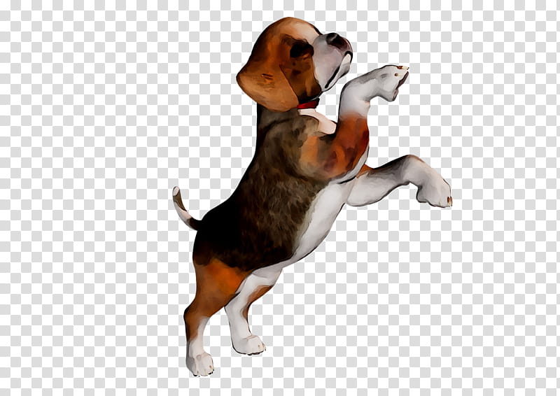 Dog Paw, Beagle, English Foxhound, Harrier, Finnish Hound, Hamilton Hound, Treeing Walker Coonhound, Pocket Beagle transparent background PNG clipart