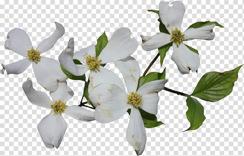 Dogwood Branch, white petaled flowers transparent background PNG clipart