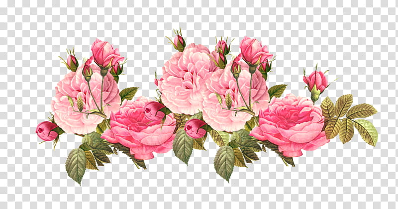 rosas de la gaga transparent background PNG clipart