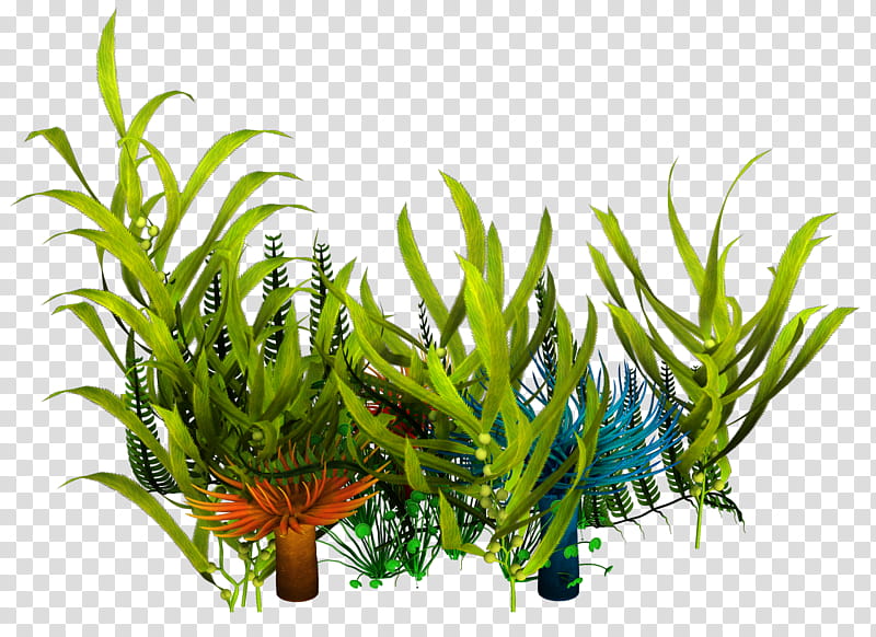 UNRESTRICTED Underwater Plants Render, green leafed plants transparent background PNG clipart