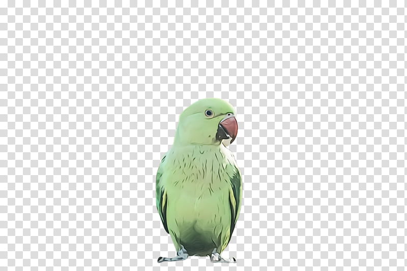 Colorful, Parrot, Bird, Exotic Bird, Tropical Bird, Lovebird, Parakeet, Feather transparent background PNG clipart
