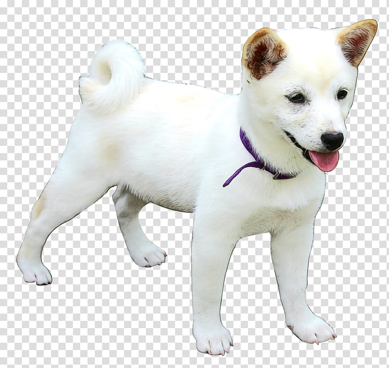 Korean, Canaan Dog, Shiba Inu, Akita, Hokkaido Dog, Kishu, Shikoku, Korean Jindo transparent background PNG clipart