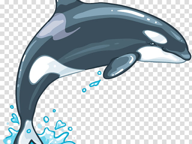 Whale, Killer Whale, Roughtoothed Dolphin, Shortbeaked Common Dolphin, Whales, Toothed Whale, Cetaceans, Oceanic Dolphin transparent background PNG clipart