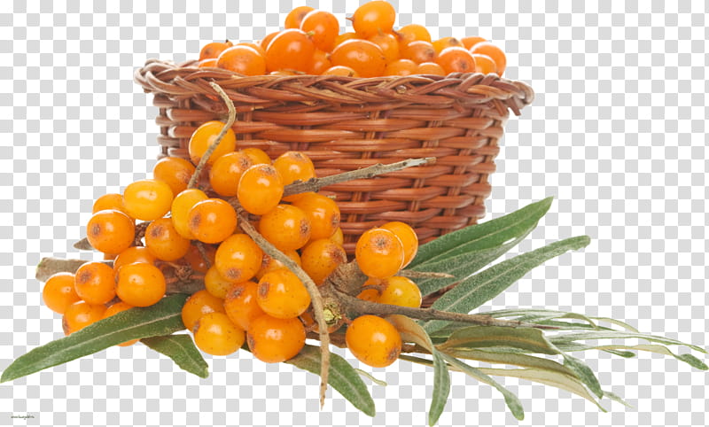 natural foods hippophae plant fruit flower, Vegetarian Food, Seedless Fruit, Berry transparent background PNG clipart