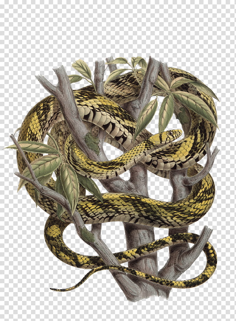 Snake , yellow snake transparent background PNG clipart