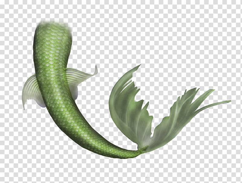 Green - green fish fin fish tail - CleanPNG / KissPNG