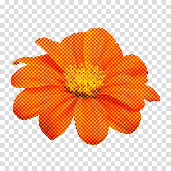 Orange, Petal, Flower, English Marigold, Plant, Sulfur Cosmos, Yellow, Daisy Family transparent background PNG clipart