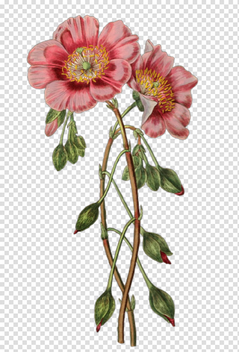Drawing Of Family, Flower, Floral Design, Vintage Clothing, Poppy, Biological Illustration, Antique, Cut Flowers transparent background PNG clipart