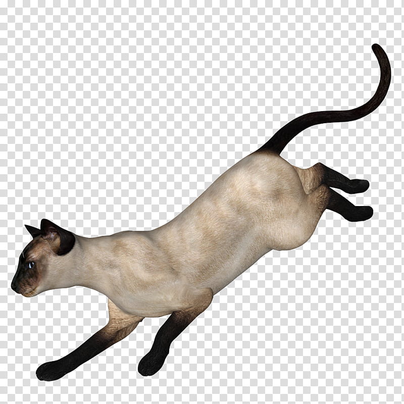 Siamese Cats, white and black cat transparent background PNG clipart