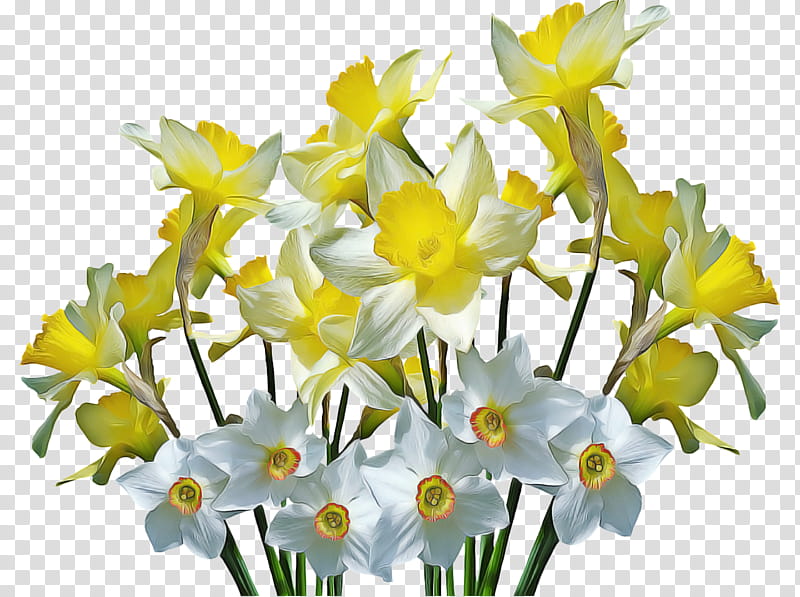 Flowers, Wild Daffodil, Garden, Bulb, Plants, Zanzibar Gem, Garden Design, Amaryllidaceae transparent background PNG clipart