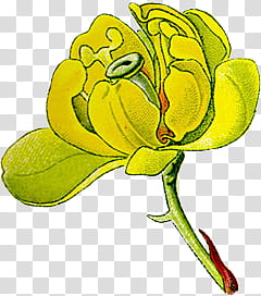 Botanical s, green petaled flower in bloom transparent background PNG clipart