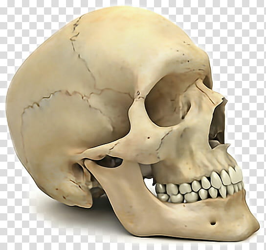 Skull Anatomy, Human Skeleton, Human Head, Bone, Human Skull, Human Body, Jaw, Chin transparent background PNG clipart