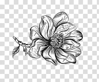 Flowers S, white and black flower sketch transparent background PNG clipart