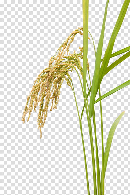 Grass Flower, Zhangjiajie, Rice, Chongqing, Cereal, Crop, Agriculture, Emmer transparent background PNG clipart