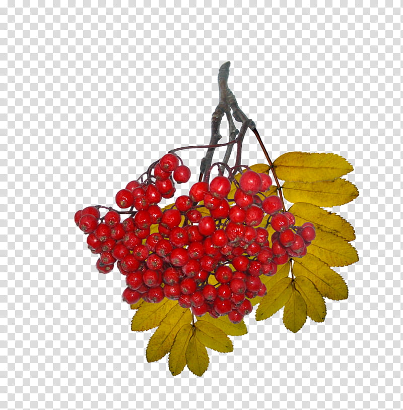 Family Tree, Gear, Internet Meme, Leaf, Rowan, Plant, Red, Guelder Rose transparent background PNG clipart