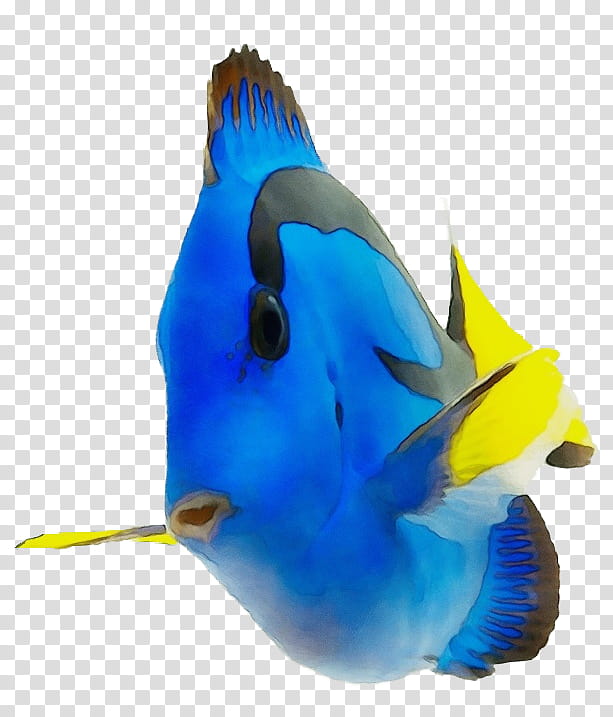 Coral Reef, Cobalt Blue, Parakeet, Biology, Beak, Feather, Pet, Fish transparent background PNG clipart