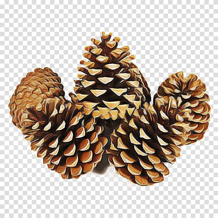 sugar pine columbian spruce yellow fir oregon pine sitka spruce, White Pine, Colorado Spruce, Lodgepole Pine, Red Pine, Conifer Cone transparent background PNG clipart