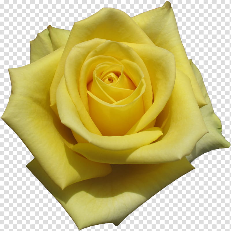 Garden roses, Flower, Yellow, White, Hybrid Tea Rose, Petal, Rose Family, Floribunda transparent background PNG clipart