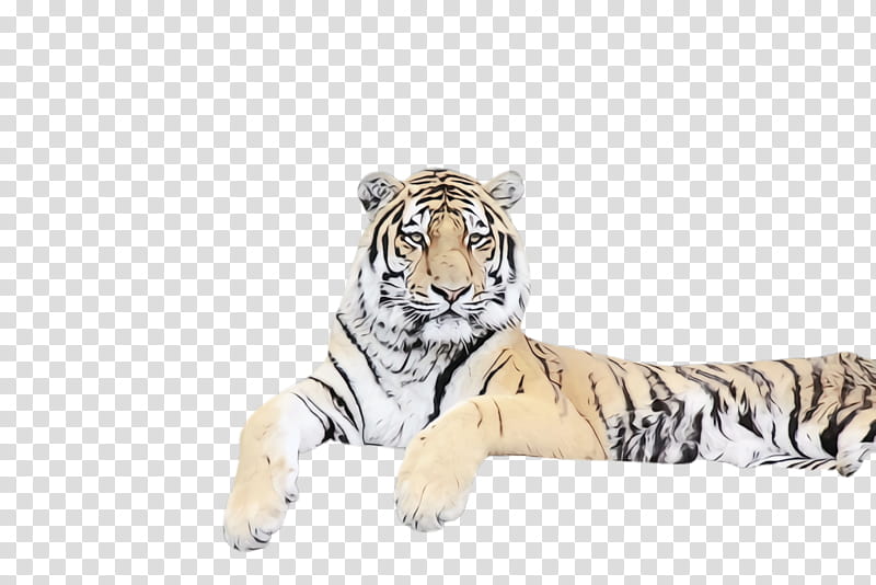tiger bengal tiger siberian tiger wildlife animal figure, Watercolor, Paint, Wet Ink, Big Cats, Terrestrial Animal transparent background PNG clipart