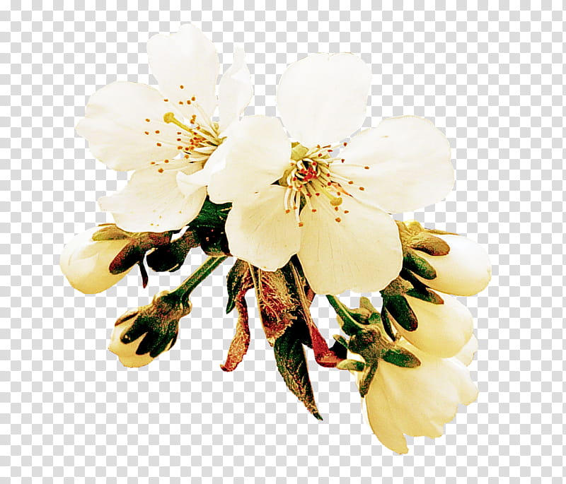 white flower petal plant blossom, Branch, Rose Family, Cinquefoil transparent background PNG clipart