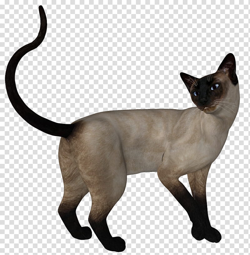 Siamese , siamese cat transparent background PNG clipart