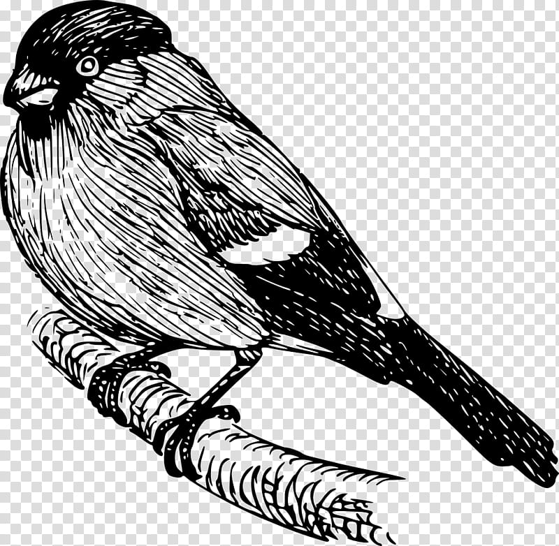 Bird Line Drawing, Finches, Eurasian Bullfinch, Sparrow, Beak, Line Art, American Sparrows, Passerine transparent background PNG clipart