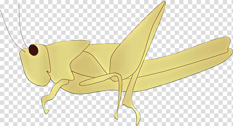 Origami, Cartoon, Insect, Grasshopper, Yellow, Wing, Cricketlike Insect, Mantidae transparent background PNG clipart