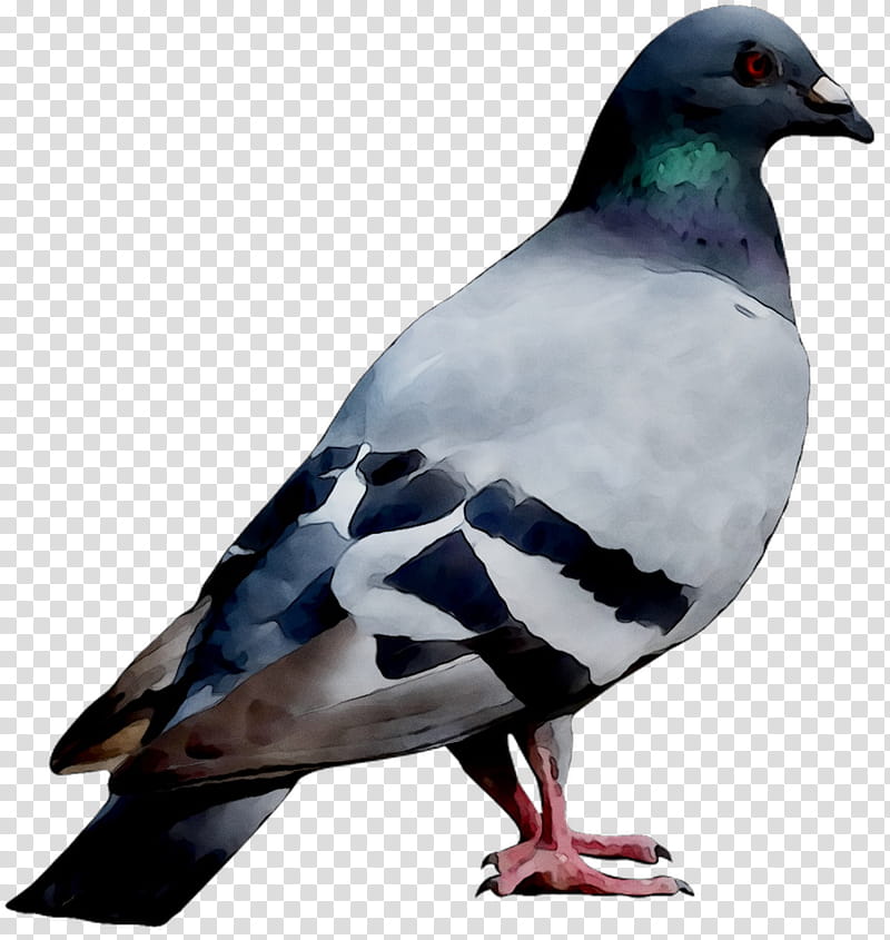 Dove Bird, Video, Video Games, Television Show, Television Channel, Video Search Engine, Al Moalij Plus, Youtube transparent background PNG clipart