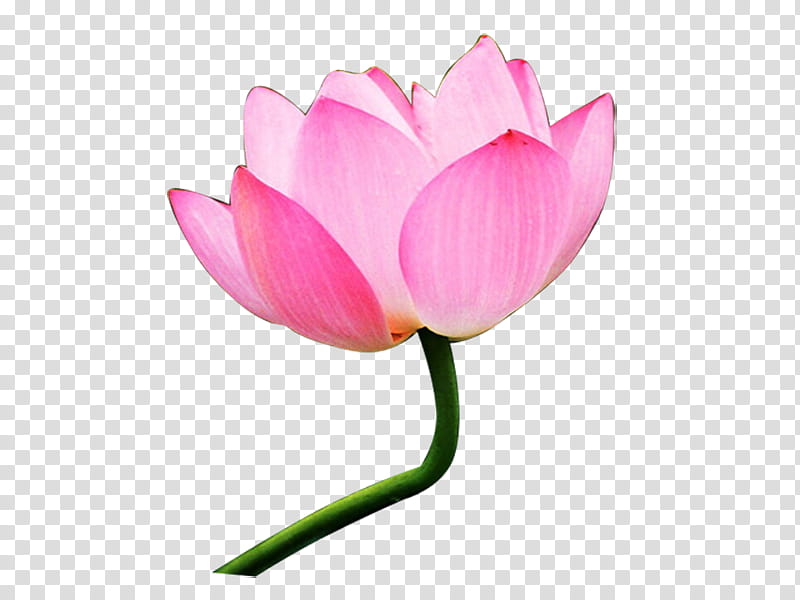 Lily Flower, Nymphaea Nelumbo, Lotus Effect, Aquatic Plants, Pygmy Waterlily, Bud, Artificial Flower, Flower Bouquet transparent background PNG clipart
