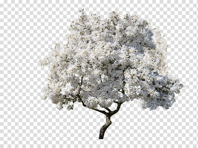 Cherry Blossom, Spring
, Magnolia, Nature, Tree, Landscape, Plant, Branch transparent background PNG clipart