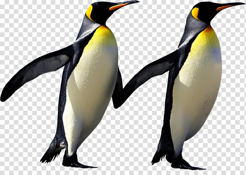Bird, Penguin, Emperor Penguin, Animal, Antarctica, March Of The Penguins, King Penguin, Flightless Bird transparent background PNG clipart