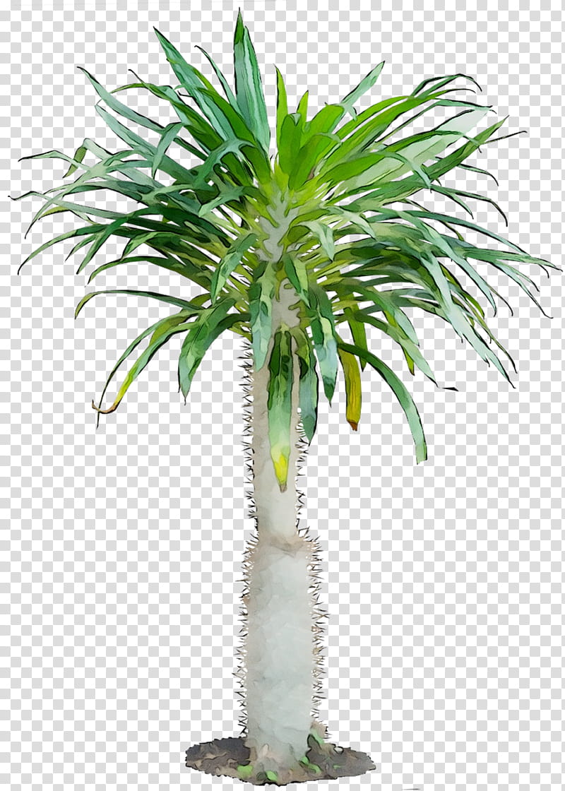 Date Tree Leaf, Flowerpot, Houseplant, Cordyline, Bonsai, Plants, Areca Palm, Branch transparent background PNG clipart
