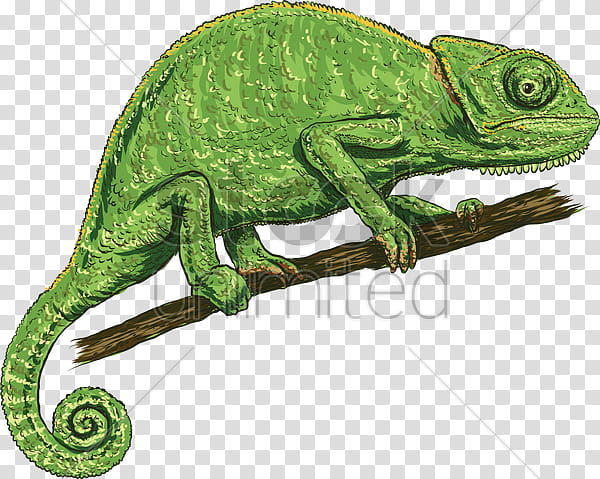 Animal, Chameleons, Lizard, Drawing, Reptile, Iguania, African Chameleon, Scaled Reptile transparent background PNG clipart