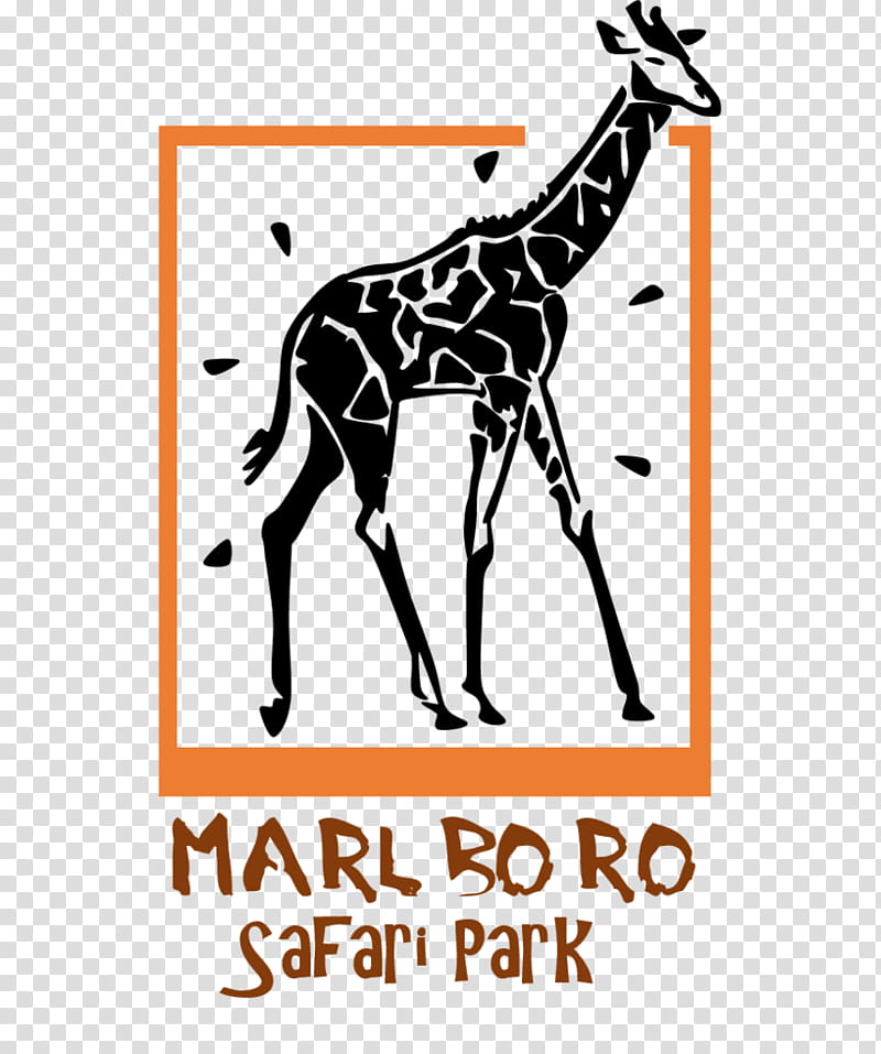 Giraffe, Safari Park, Tree, Giraffids, Giraffidae, Wildlife, Text, Line transparent background PNG clipart