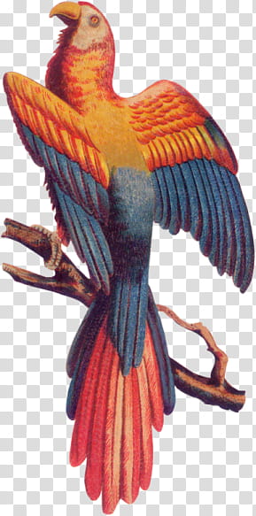 Bird Parrot Victorian Era PNG - Free Download