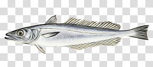 fish fish fish products albacore fish striper bass, Watercolor, Paint, Wet Ink, Oily Fish transparent background PNG clipart thumbnail