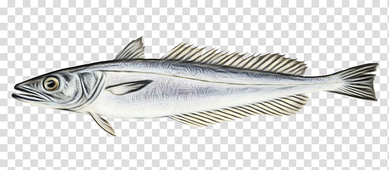 fish fish fish products albacore fish striper bass, Watercolor, Paint, Wet Ink, Oily Fish transparent background PNG clipart
