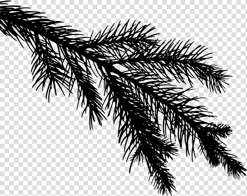 Palm Tree, Twig, Green, Plants, Pine, Black, synthesis, Wireless Application Protocol transparent background PNG clipart