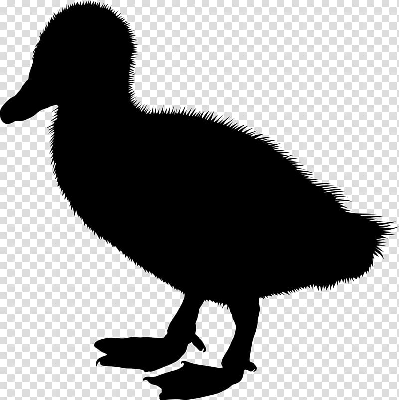 Bird Silhouette, Duck, Drawing, Visual Arts, Beak, Water Bird, Ducks Geese And Swans, American Black Duck transparent background PNG clipart