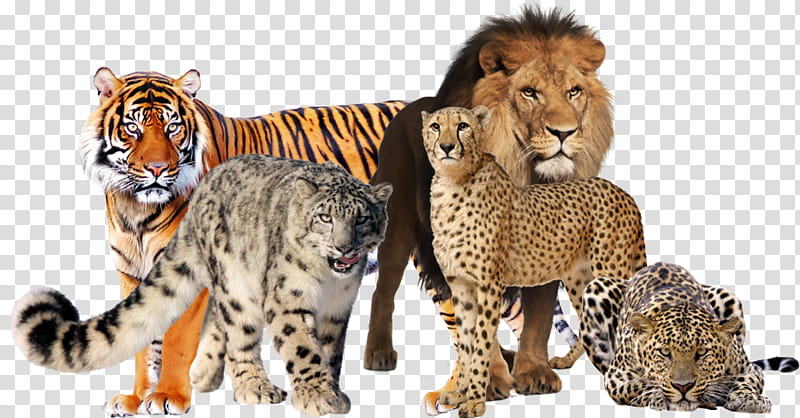 Big Cats, lion, jaguar, cheetah, leopard, and tiger transparent background PNG clipart