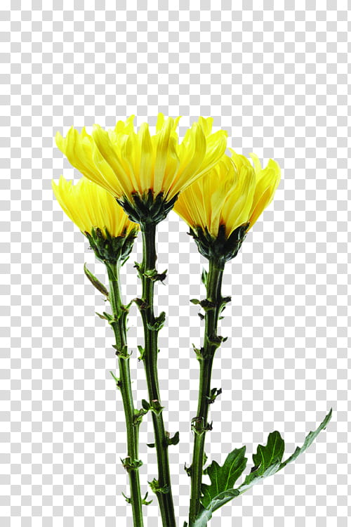 Flowers, Crown Daisy, Yellow, Cut Flowers, Chrysanthemum, Plant, Dandelion, Daisy Family transparent background PNG clipart
