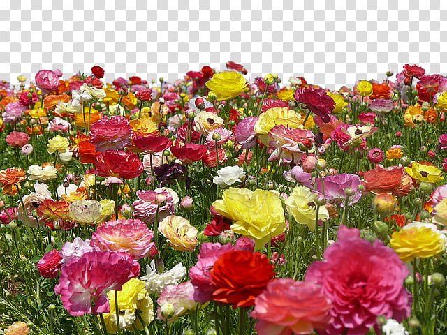 Flower Farm File Use Anywhere, flower lot transparent background PNG clipart