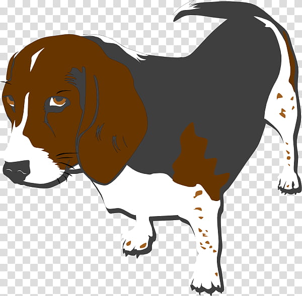 Dog Tag, Puppy, Portuguese Water Dog, Beagle, 