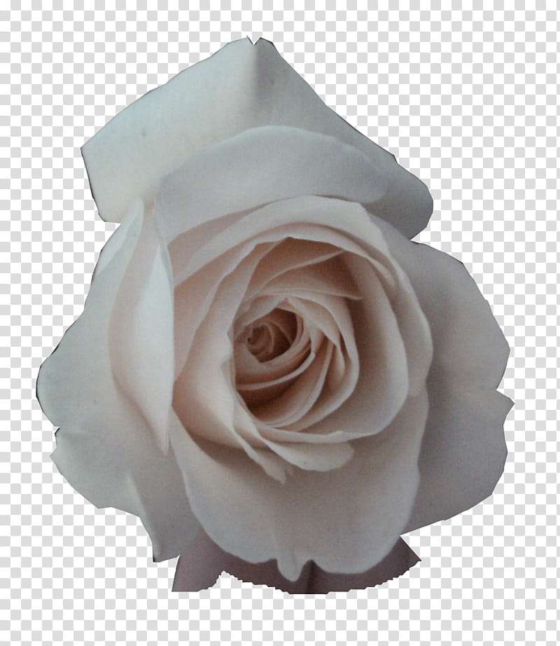 White Roses , white petaled flower transparent background PNG clipart