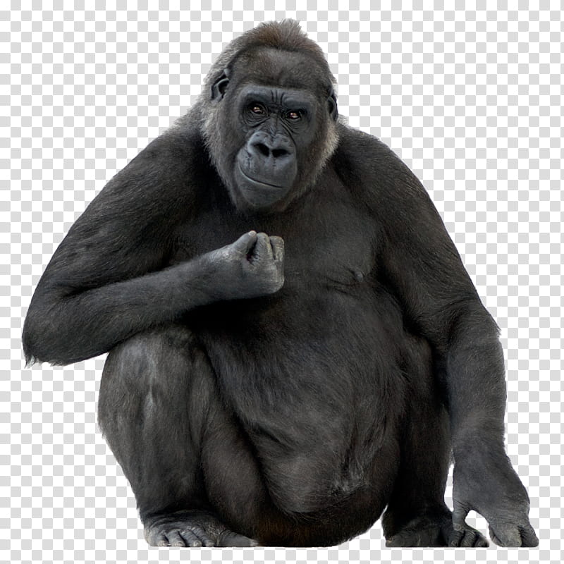Monkey, Gorilla, Ape, Big, Western Lowland Gorilla, Snout, Temple, Common Chimpanzee transparent background PNG clipart