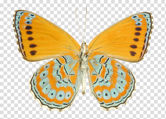 moths and butterflies butterfly insect lycaena pollinator, Lycaenid, Brushfooted Butterfly, Yellow, Large Copper transparent background PNG clipart