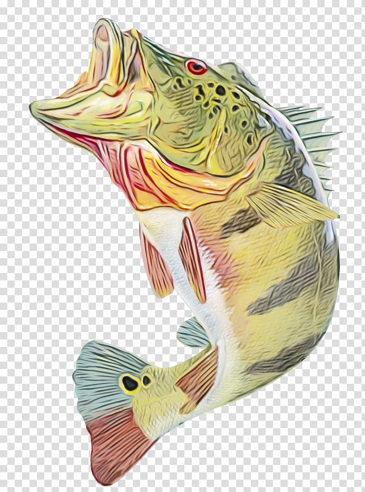 fish bass fish cichla northern largemouth bass, Watercolor, Paint, Wet Ink, Bonyfish transparent background PNG clipart